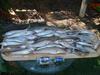 Squid and Whiting for Tea